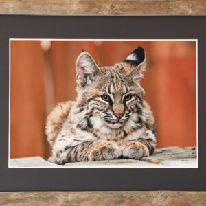 Metallic print 13 x 19 matted with black board and framed in 18 x 24 in. handcrafted Barn-Board