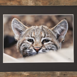 Awakening Gaze from Beneath the Deck