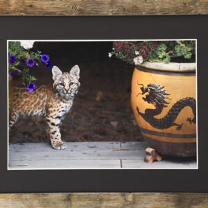 Living in Bobcat Territory