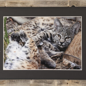 Curious Glance Amidst Rustic Calm