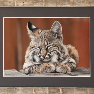 Twilights Soft Embrace